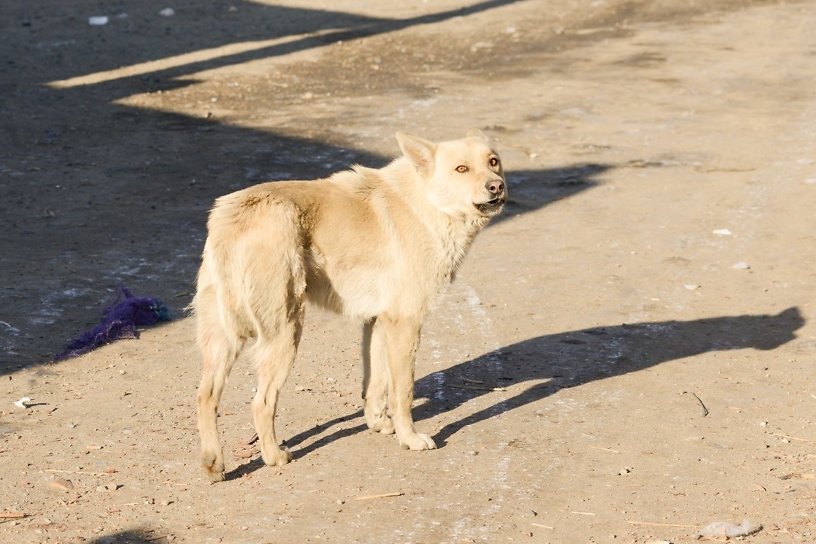 Журналистка из Читы рассказала о борьбе с властями Забайкалья за собачьи приюты