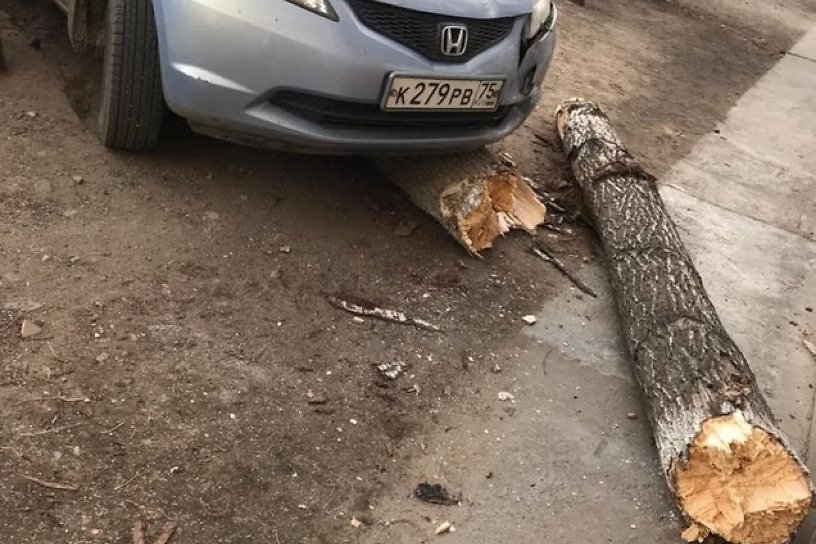 Автомобиль Honda снёс дерево на улице Лермонтова в Чите