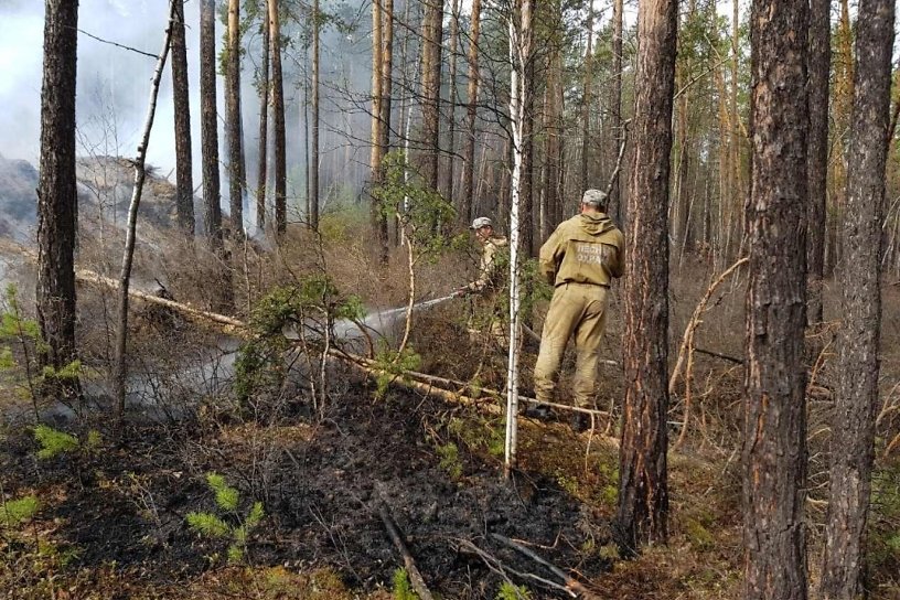 Гринпис: Площадь пожаров в Забайкалье составила 1,7 млн га — 3,8% площади региона