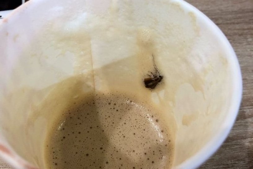 Читинка обнаружила таракана в своём кофе в одном из ресторанов быстрого питания
