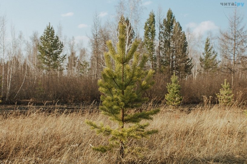Площади искусственного лесовосстановления в Иркутской области увеличили на 39%