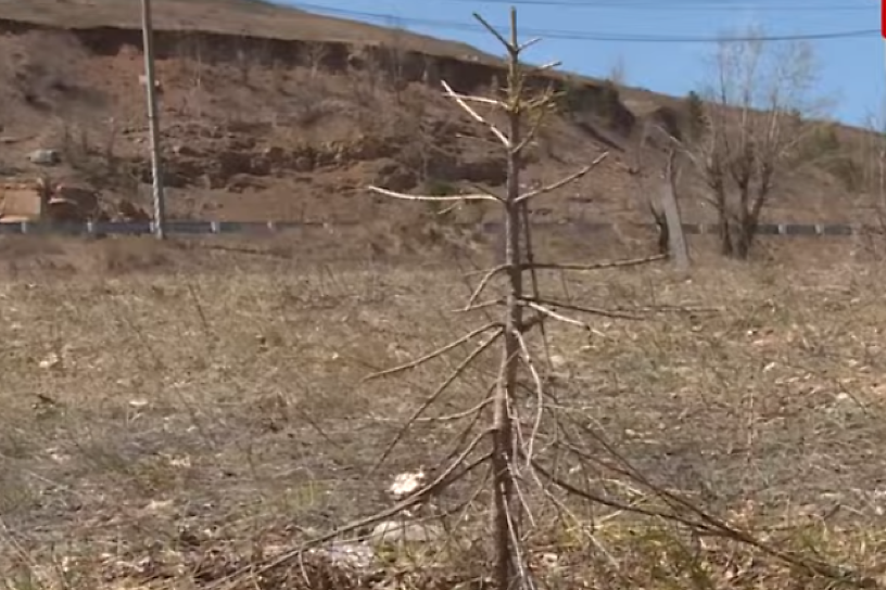 Высаженные два года назад при участии Осипова деревья на Титовской сопке в Чите засохли