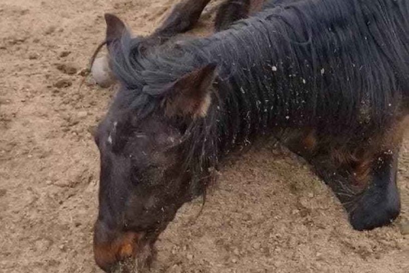 Конь умер во время похода в Забайкалье из-за истощения, представитель клуба это опроверг