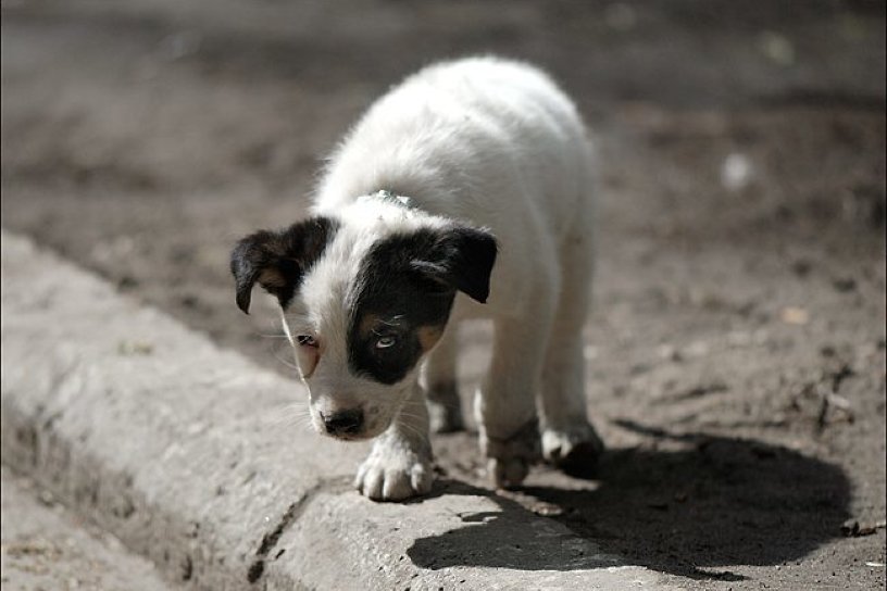 Волонтёры в Чите пытаются спасти щенка, в чьей пасти неизвестные взорвали петарду