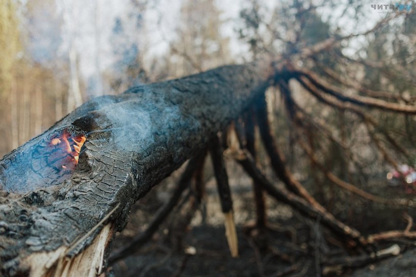 Площадь лесных пожаров увеличилась за сутки на 23,7% в Иркутской области — до 33,4 тыс. га