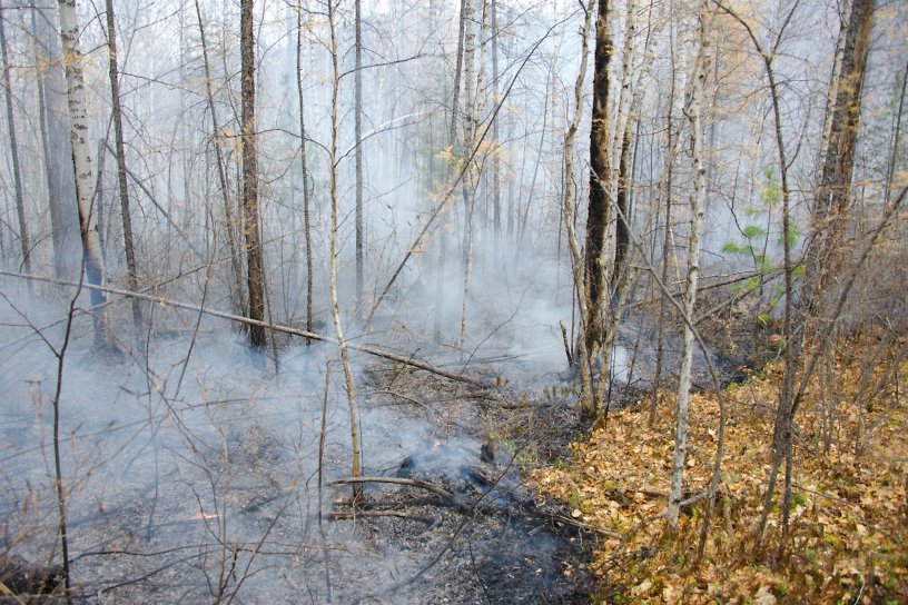 Горит лес около Петровска-Забайкальского. Глава города опроверг, в МЧС сказали, что тушат