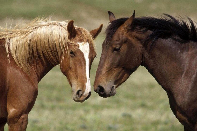 Больных лептоспирозом лошадей выявили на ферме в Забайкалье