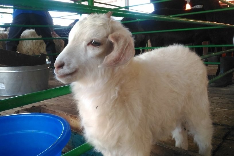 Выставка племенных овец и коз возвращается в Читу — почему это важно?