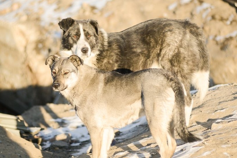 Бродячие собаки держат Домну в страхе, пока район ждёт денег от краевых властей