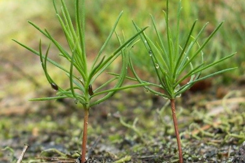 Саженцы сосны высадят в 2020 году на 17 гектарах в степи под Борзей