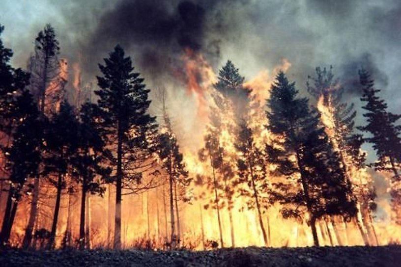 Площадь лесных пожаров выросла в 1,25 раза за сутки в крае