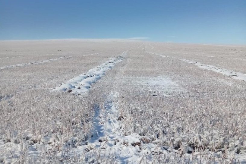 Режим ЧС ввели в Забайкалье из-за гибели посевов под снегом