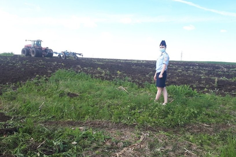 Поле дикорастущей конопли площадью 110 гектаров перепахали в Зиминском районе