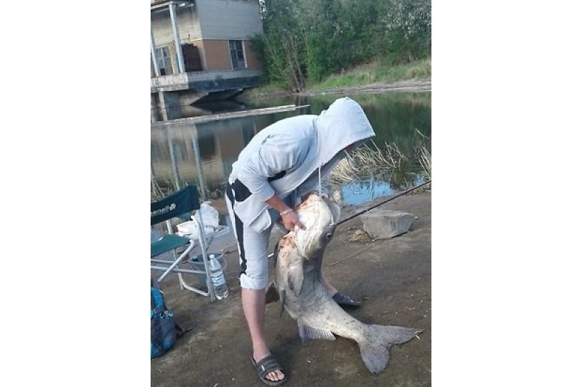36-килограммовую рыбу выловили в озере Кенон в Чите